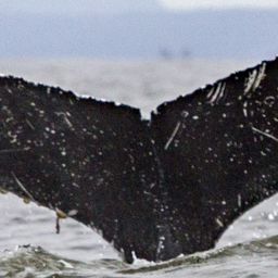 Fluke of CRC-18759