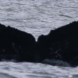Fluke of Boulder