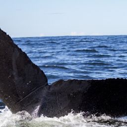 Fluke of Pointer