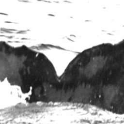 Fluke of CRC-19229