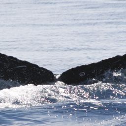Fluke of UABCS-MN2-05B0159