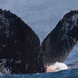Fluke of CRC-17013