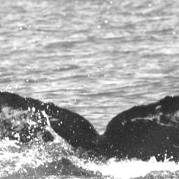 Fluke of UABCS-MN2-04R0130