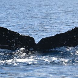 Fluke of UABCS-MN5-04R0433