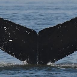 Fluke of Split Fluke