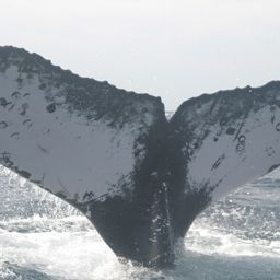 Fluke of UABCS-MN2-05B0143
