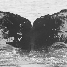 Fluke of Manta
