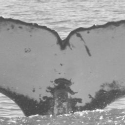 Fluke of UABCS-MN1-04B0095