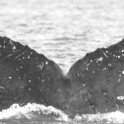 Fluke of UABCS-MN5-05R0508
