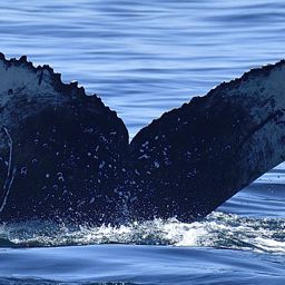 Fluke of HW-MN0800052