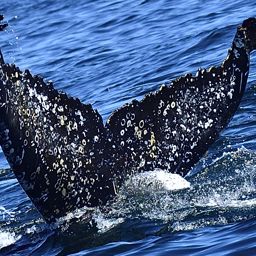 Fluke of HW-MN0800065
