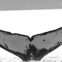 Fluke of KBAY-Z42