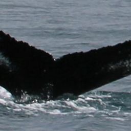 Fluke of NA-6668