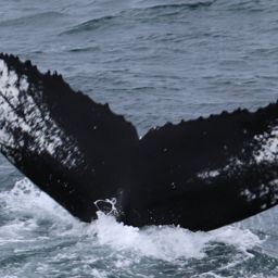 Fluke of NA-9974