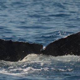 Fluke of CRC-16144