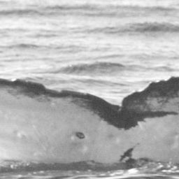 Fluke of HW-MN0441766