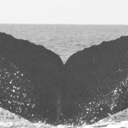 Fluke of HW-MN0441768