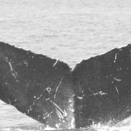 Fluke of SEAK-5251