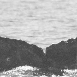 Fluke of BCX0546