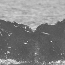 Fluke of SEAK-0310