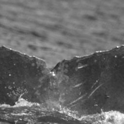Fluke of HW-MN0441749