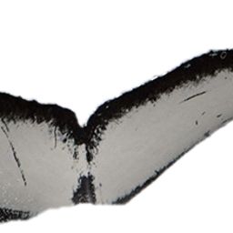 Fluke of Groucho