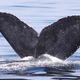 Fluke of CRC-10541