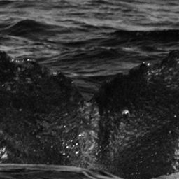 Fluke of CRC-19230