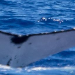 Fluke of HIHWNMS-2019-2-27_G01_A02