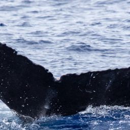 Fluke of HIHWNMS-2020-1-13_G03_A02