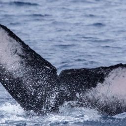 Fluke of HIHWNMS-2020-1-11_G01_A01