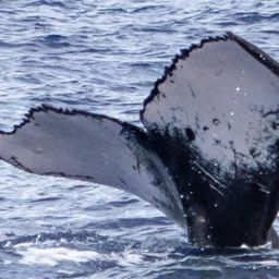 Fluke of HIHWNMS-2020-1-10_G07_A04