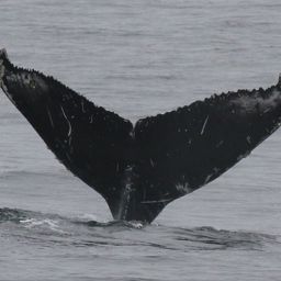 Fluke of CRC-17576