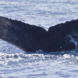 Fluke of CRC-15314
