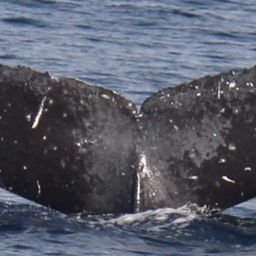 Fluke of HW-MN0441792