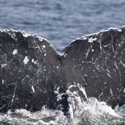 Fluke of CRC-20158