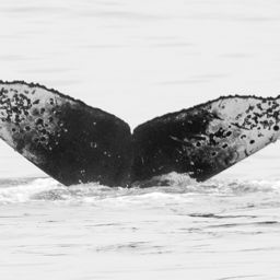Fluke of CRC-16877