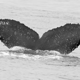 Fluke of CRC-16100