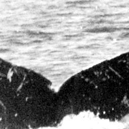 Fluke of HW-MN0441846
