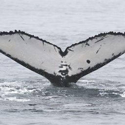 Fluke of CRC-17311