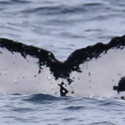 Fluke of HW-MN0441861