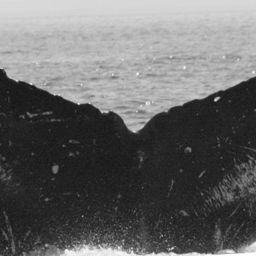 Fluke of SEAK-1828