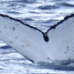 Fluke of Avalanche