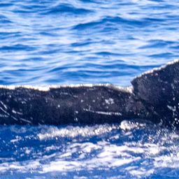 Fluke of HIHWNMS-2020-1-30_G03_A01