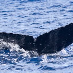 Fluke of HIHWNMS-2020-1-17_G03_A01