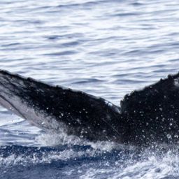 Fluke of HIHWNMS-2020-1-16_G01_A01