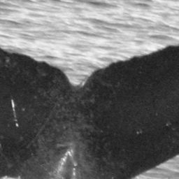 Fluke of HIHWNMS-2020-1-16_G04_A01