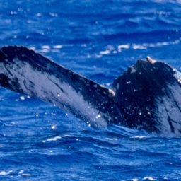 Fluke of HIHWNMS-2020-2-25_G04_A01