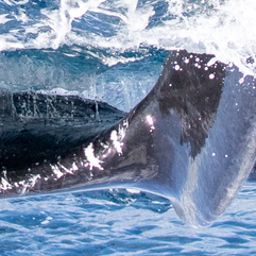 Fluke of HIHWNMS-2020-1-30_G07_A02