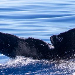 Fluke of HIHWNMS-2020-3-2_G04_A03